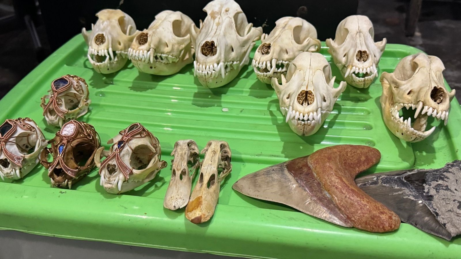 Whatsapp image 2025 03 20 at 05.06.47