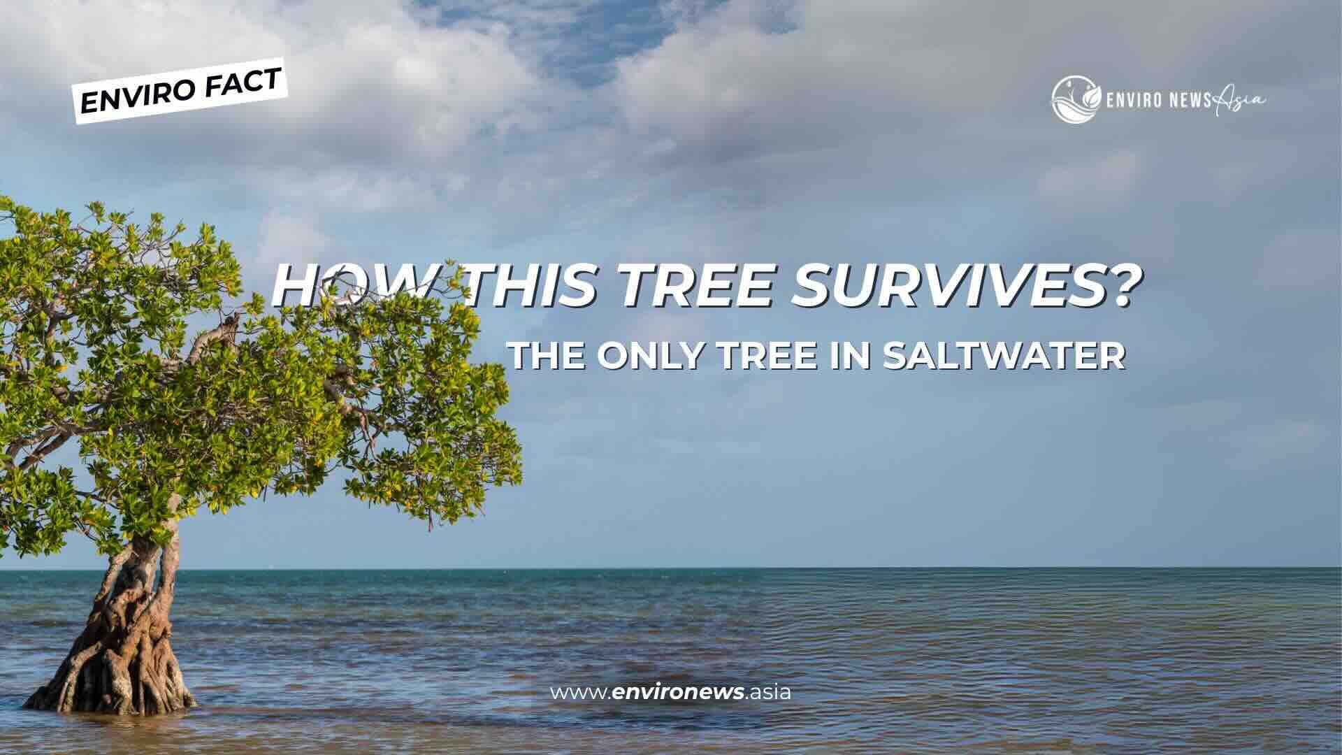 Enviro fact 15