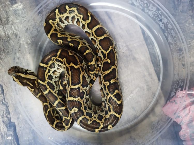 Medium img 20260210 wa 0021 c17119a492