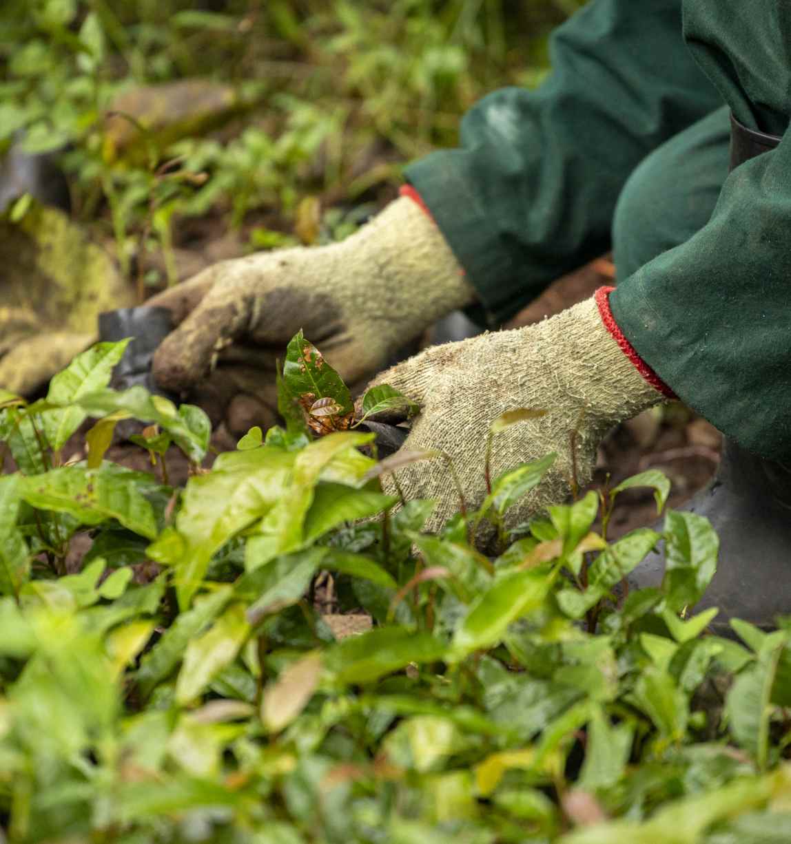 2023 FSC Africa West Bugwe, Uganda Verified Impact in FSC Certified natural forest UTGA (c) FSC Africa Smith Oltega (54) 11zon