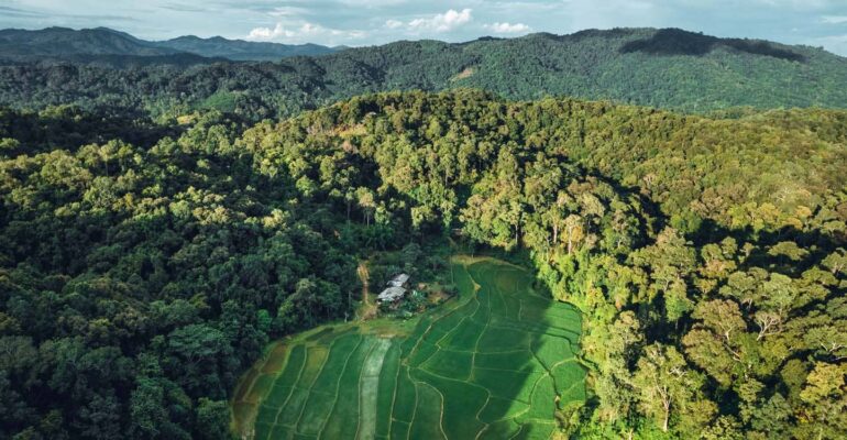 Pakar kehutanan ipb university ungkap prinsip pemanenan hutan lestari dalam perspektif islam.jpg 770x400