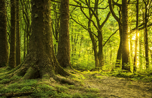 First Light Breaking Through Green Forest In The Morning.