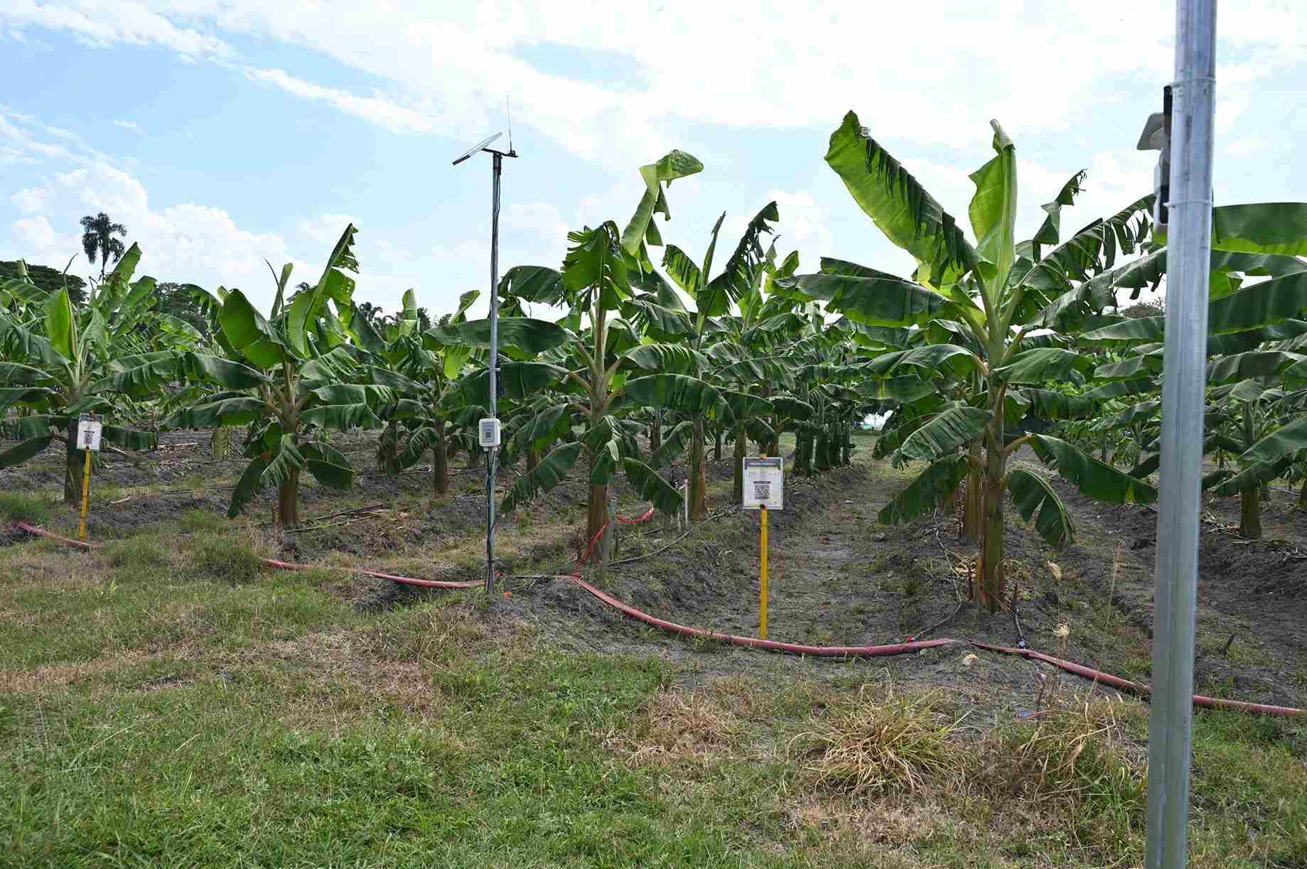 Strengthening global food security 2 11zon