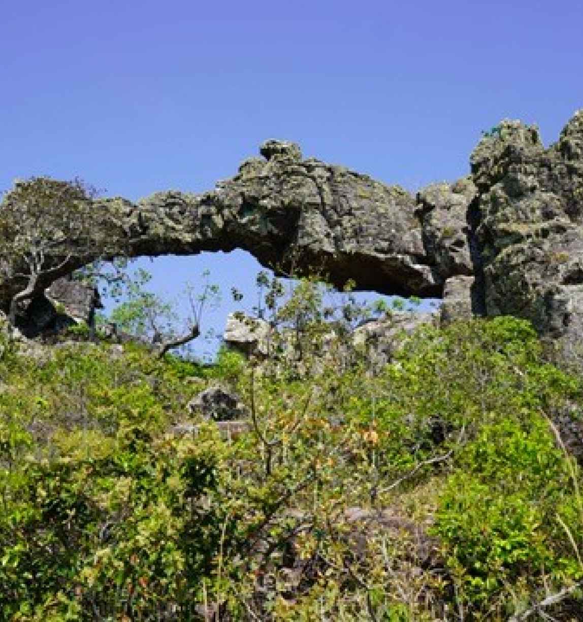 Tucabaca bosque 11zon