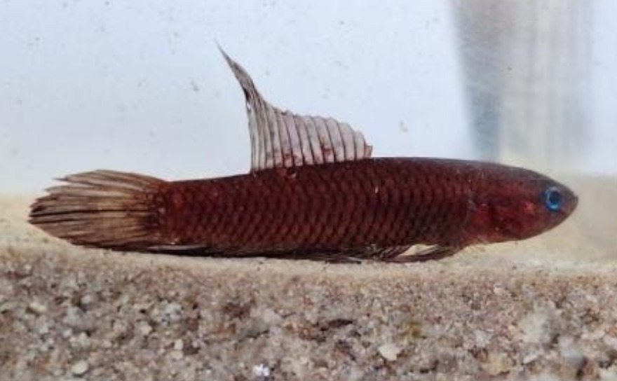 WhatsApp Image 2026 04 03 at 08.11.20