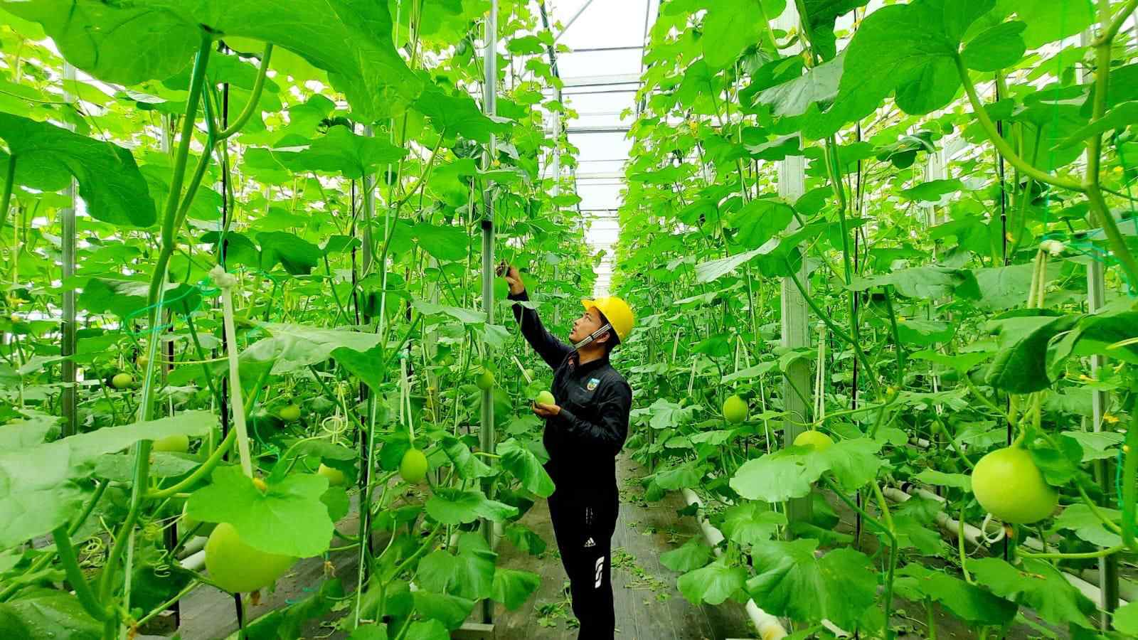 Bukan energi listrik saja begini cara pertamina dorong pemanfaatan panas bumi untuk perekonomian rak 11zon