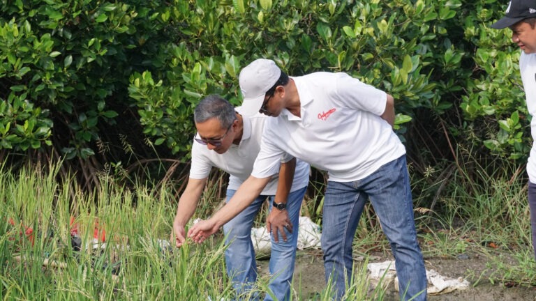Mou mangrove 4 768x432