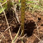 Cultivando el futuro desde la raiz 1 11zon