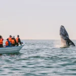 Baja laguna san ignacio 2455.jpg