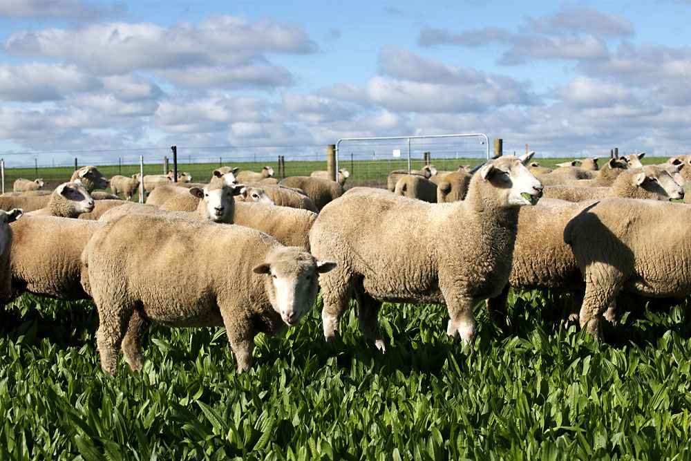 Media centre lspo sheep field 11zon