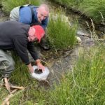 S300 West Cumbria River Trust s Jonny Kidd blue top and Environment Agency s Mike Farrell red hat releasing salmon fry into How Beck