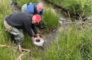 S300 West Cumbria River Trust s Jonny Kidd blue top and Environment Agency s Mike Farrell red hat releasing salmon fry into How Beck