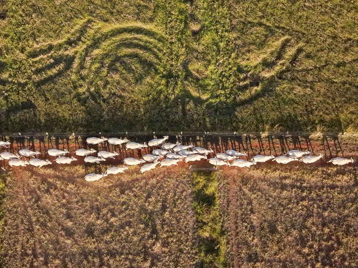 20260627 UNEP Decade on Ecosystem Restoration Brazilian Cerrado Todd Brown 192(1) 11zon